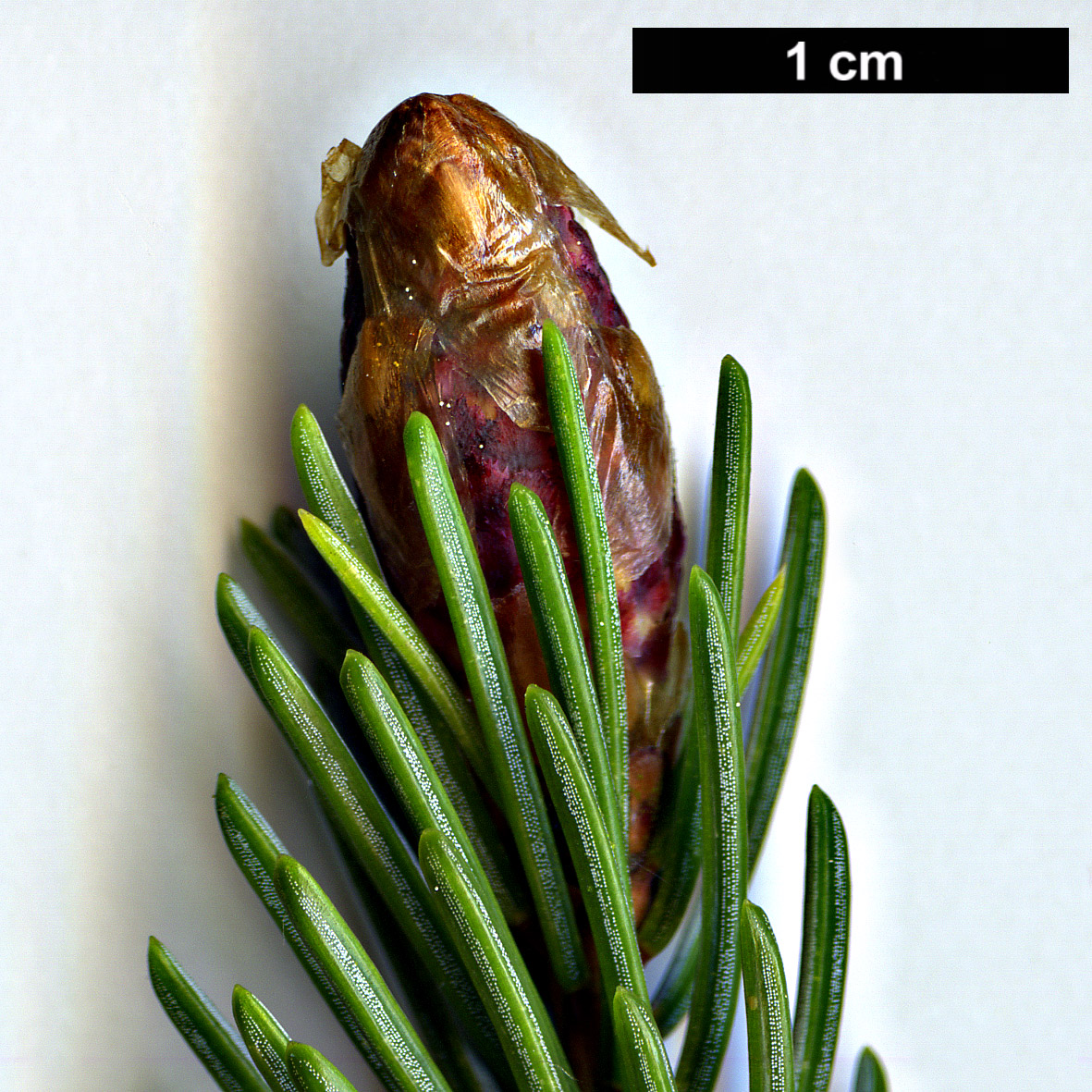 High resolution image: Family: Pinaceae - Genus: Picea - Taxon: alcoquiana - SpeciesSub: var. reflexa